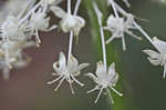 Eastern turkeybeard